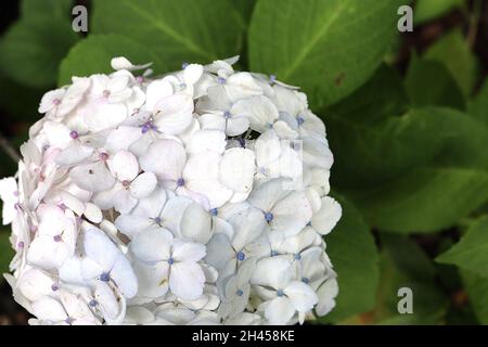 Hydrangea macrophylla ‘Madame Emile Mouillere’ Hortensia Madame Emile Mouillere – fleurs blanches denses avec bouton bleu, feuilles mi-vertes, Banque D'Images