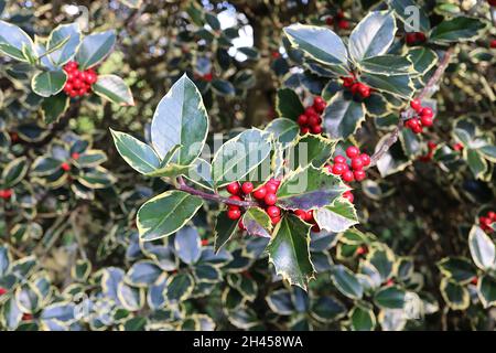 Ilex aquafolium «Rubricaulis Aurea» Holly Rubricaulis Aurea – feuilles vert foncé et baies rouges rondes, octobre, Angleterre, Royaume-Uni Banque D'Images