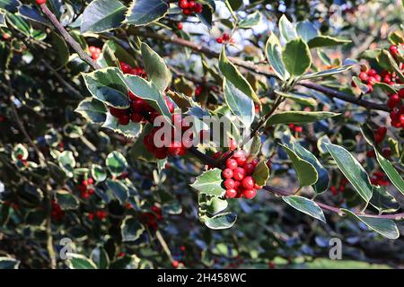 Ilex aquafolium «Rubricaulis Aurea» Holly Rubricaulis Aurea – feuilles vert foncé et baies rouges rondes, octobre, Angleterre, Royaume-Uni Banque D'Images