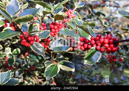 Ilex aquafolium «Rubricaulis Aurea» Holly Rubricaulis Aurea – feuilles vert foncé et baies rouges rondes, octobre, Angleterre, Royaume-Uni Banque D'Images