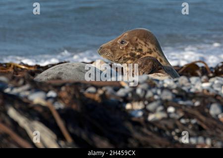 Phoque gris (Halichoerus grypus), Düne, île d'Heligoland, Schleswig-Holstein, Allemagne Banque D'Images