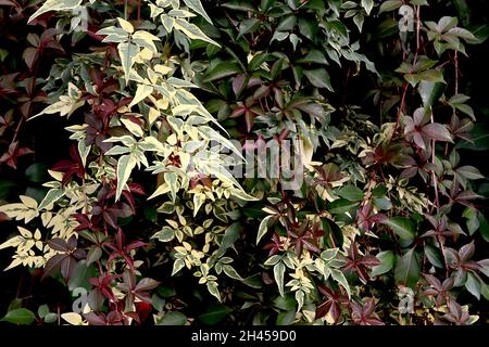 Jasminum officinalis ‘Variegatum’ Jasmine Argenteovariegatum – feuilles pointues de vert gris avec marges de crème irrégulières, octobre, Angleterre, Royaume-Uni Banque D'Images