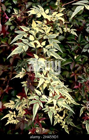 Jasminum officinalis ‘Variegatum’ Jasmine Argenteovariegatum – feuilles pointues de vert gris avec marges de crème irrégulières, octobre, Angleterre, Royaume-Uni Banque D'Images