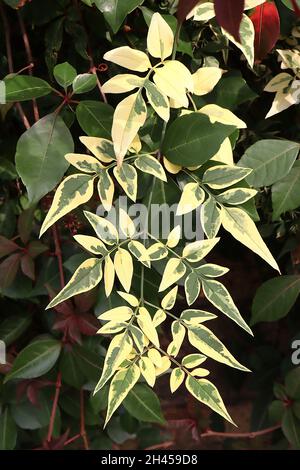 Jasminum officinalis ‘Variegatum’ Jasmine Argenteovariegatum – feuilles pointues de vert gris avec marges de crème irrégulières, octobre, Angleterre, Royaume-Uni Banque D'Images