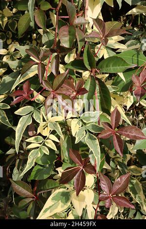 Jasminum officinalis ‘Variegatum’ Jasmine Argenteovariegatum – feuilles pointues de vert gris avec marges de crème irrégulières, octobre, Angleterre, Royaume-Uni Banque D'Images