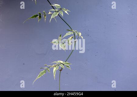 Jasminum officinalis ‘Variegatum’ Jasmine Argenteovariegatum – feuilles pointues de vert gris avec marges de crème irrégulières, octobre, Angleterre, Royaume-Uni Banque D'Images