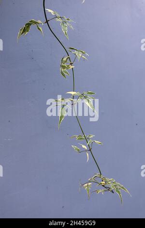 Jasminum officinalis ‘Variegatum’ Jasmine Argenteovariegatum – feuilles pointues de vert gris avec marges de crème irrégulières, octobre, Angleterre, Royaume-Uni Banque D'Images