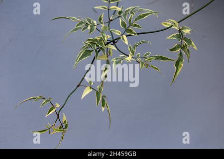 Jasminum officinalis ‘Variegatum’ Jasmine Argenteovariegatum – feuilles pointues de vert gris avec marges de crème irrégulières, octobre, Angleterre, Royaume-Uni Banque D'Images