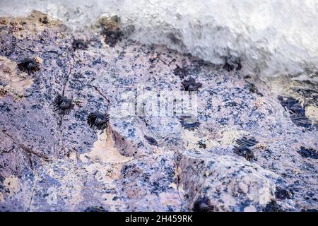 Les oursins de casque, Colobentrotus atratus, sont également appelés oursins et oursins blindés, Hawaii.Ils se trouvent sur un rivage rocailleux et lisse Banque D'Images