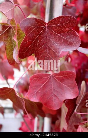 Liquidambar styraciflua «Rotundiloba» Sweet gum Rotundiloba - feuilles rouge foncé à trois lobes et à cinq lobes à lobes arrondis, octobre, Angleterre, Royaume-Uni Banque D'Images