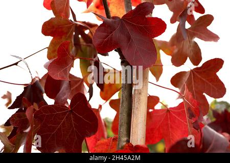 Liquidambar styraciflua «Rotundiloba» Sweet gum Rotundiloba - feuilles rouge foncé à trois lobes et à cinq lobes à lobes arrondis, octobre, Angleterre, Royaume-Uni Banque D'Images