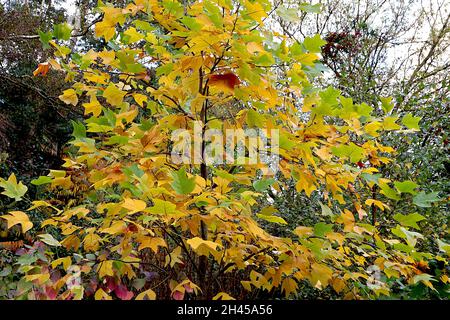 Liriodendron tulipifera arbre de tulipe – feuilles en forme de tulipe en 2D jaune, marron et vert frais sur branches pendantes, octobre, Angleterre, Royaume-Uni Banque D'Images