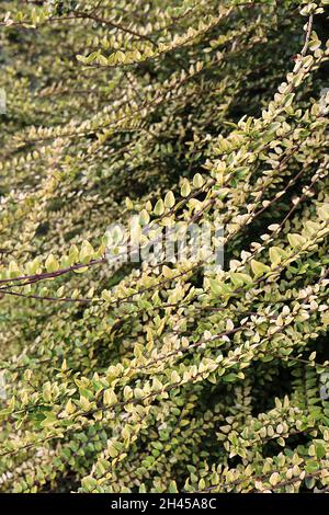 Lonicera nitida ‘Baggesen’s Gold’ Golden Honeysuckle – petites feuilles ovales brillantes jaunes de beurre avec marges rouges, tiges rouges, octobre, Angleterre, Royaume-Uni Banque D'Images