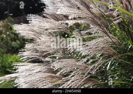 Miscanthus sinensis ‘Silberfeder’ Chinese Silver grass – plumes de fleurs soyeuses à buff, octobre, Angleterre, Royaume-Uni Banque D'Images