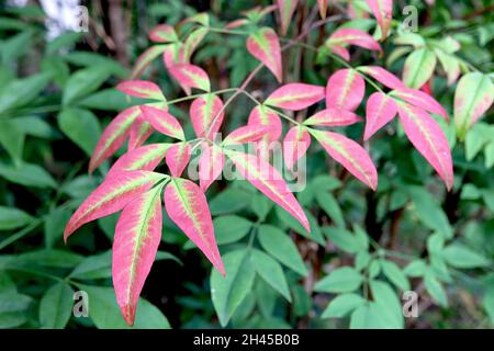 Nandina domestica bambou sacré – feuilles en forme de lance rouge avec barre médiane vert clair, octobre, Angleterre, Royaume-Uni Banque D'Images