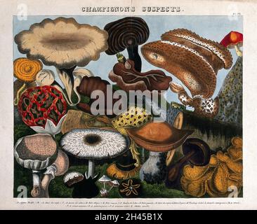 Champignons : 16 espèces, dont l'oreille de juif (Auricularia auricula), les boulettes (Lycoperdon) et les espèces d'Agaricus et de Boletus.Lithographie colorée par A. Cornillon, ca.1827, après Prieur. Banque D'Images