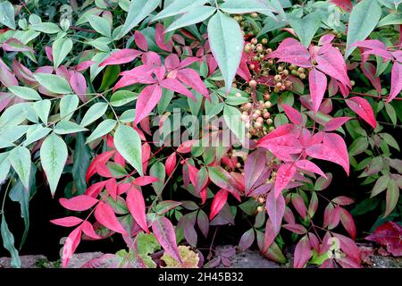 Nandina domestica bambou sacré – feuilles en forme de lance rouge avec barre médiane vert clair, octobre, Angleterre, Royaume-Uni Banque D'Images