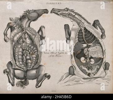 Deux dissections du thorax et de l'abdomen d'un cheval, vues du dessous, montrant les organes internes et les vaisseaux sanguins.Gravure par Barlow, 1802. Banque D'Images