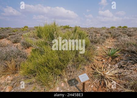Mormon Tea Plant (genre Ephedra), un arbuste ligneux au milieu du désert en Arizona, originaire du Sud-Ouest américain Banque D'Images