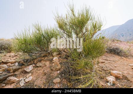 Mormon Tea Plant (genre Ephedra), un arbuste ligneux au milieu du désert en Arizona, originaire du Sud-Ouest américain Banque D'Images