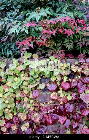 Parthenocissus tricuspidata ‘Beverley Brook’ Boston ivy Beverley Brook – feuilles bordeaux, rouge foncé, bordeaux et vert moyen à trois lobes de taille moyenne, Royaume-Uni Banque D'Images