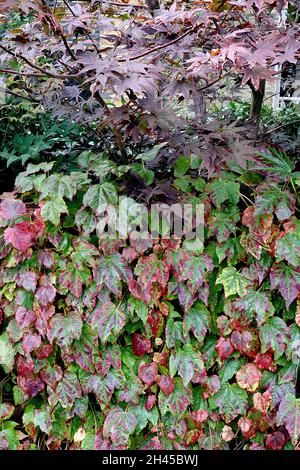 Parthenocissus tricuspidata ‘Beverley Brook’ Boston ivy Beverley Brook – feuilles bordeaux, rouge foncé, bordeaux et vert moyen à trois lobes de taille moyenne, Royaume-Uni Banque D'Images