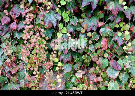 Parthenocissus tricuspidata ‘Beverley Brook’ Boston ivy Beverley Brook – feuilles bordeaux, rouge foncé, bordeaux et vert moyen à trois lobes de taille moyenne, Royaume-Uni Banque D'Images