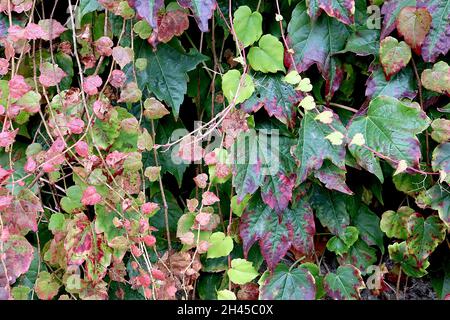 Parthenocissus tricuspidata ‘Beverley Brook’ Boston ivy Beverley Brook – feuilles bordeaux, rouge foncé, bordeaux et vert moyen à trois lobes de taille moyenne, Royaume-Uni Banque D'Images