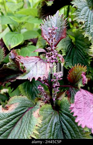 Perilla frutescens var crispa violet shiso – ratons laveurs de petites fleurs roses moyennes, feuilles vert foncé avec dos de feuilles violets, Banque D'Images