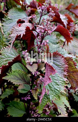 Perilla frutescens var crispa violet shiso – ratons laveurs de petites fleurs roses moyennes, feuilles vert foncé avec dos de feuilles violets, Banque D'Images