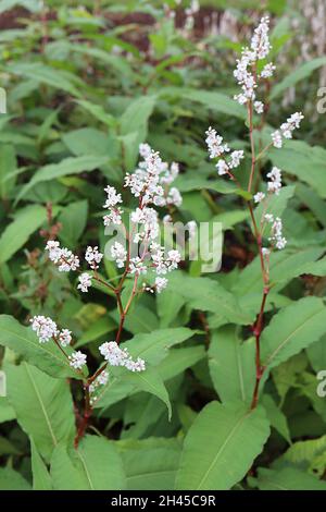 Persicaria / Koenigia polystachya nouaded himalayan – racames denses de petites fleurs blanches et de grandes feuilles vertes moyennes, octobre, Angleterre, Royaume-Uni Banque D'Images