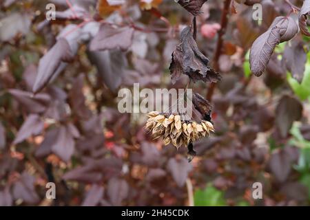 Physocarpus opulifolius ‘Hidnight’ Ninebark Midnight – grappes de fleurs séchées pendantes et feuilles violettes bordeaux, octobre, Angleterre, Royaume-Uni Banque D'Images