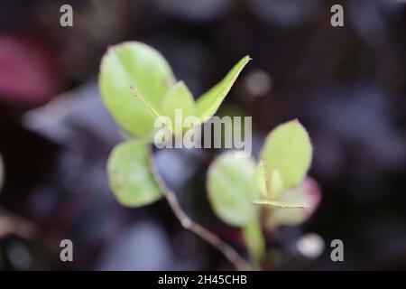 Pittosporum tenuifolium ‘Tom Thumb’ Kohuhu Tom Thumb – gros plan de petites feuilles brillantes courbées de vert pâle avec des marges rouges Banque D'Images