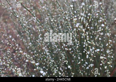 Polygonum scoparium Knoweed grass – ratons laveurs de petites fleurs blanches sur tiges droites à bandes, octobre, Angleterre, Royaume-Uni Banque D'Images