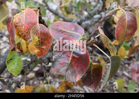 Pyrus communis «Black Worcester» Pear Black Worcester - brillant ovate orange et rouge foncé feuilles, octobre, Angleterre, Royaume-Uni Banque D'Images