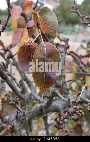 Pyrus communis «Black Worcester» Pear Black Worcester - brillant ovate orange et rouge foncé feuilles, octobre, Angleterre, Royaume-Uni Banque D'Images