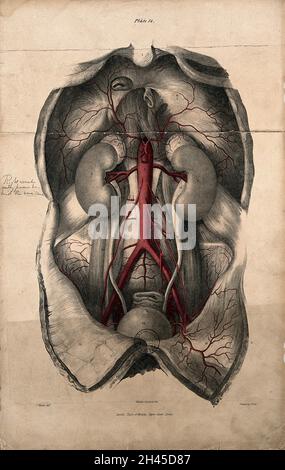 La dissection du thorax et abdomen montrant les viscères et l'aorte. Lithographie en couleur par William Fairland, 1837, d'après J. Walsh. Banque D'Images