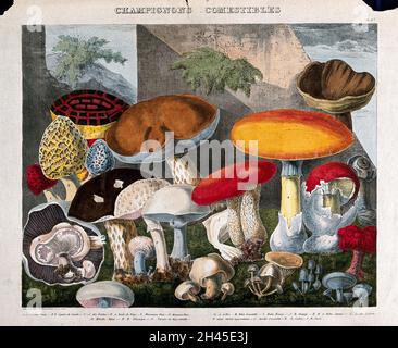 Champignons comestibles : 19 espèces, dont des champignons de champ et de cheval (Agaricus), des morilles (Morchella et Helvella) et des Boletus.Lithographie colorée par A. Cornillon, ca.1827, après Prieur. Banque D'Images