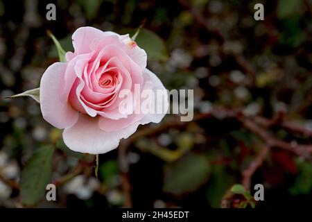 Rosa «Belmonte» (Floribunda rose) rose Belmonte – double fleur rose pâle, octobre, Angleterre, Royaume-Uni Banque D'Images