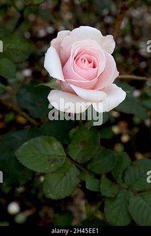 Rosa «Belmonte» (Floribunda rose) rose Belmonte – double fleur rose pâle, octobre, Angleterre, Royaume-Uni Banque D'Images