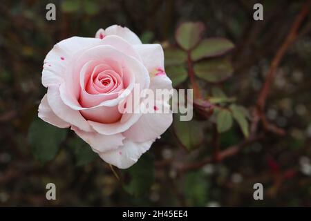 Rosa «Belmonte» (Floribunda rose) rose Belmonte – double fleur rose pâle, octobre, Angleterre, Royaume-Uni Banque D'Images