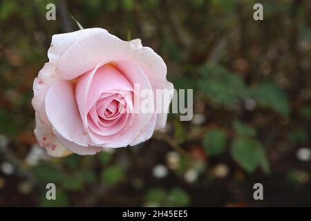 Rosa «Belmonte» (Floribunda rose) rose Belmonte – double fleur rose pâle, octobre, Angleterre, Royaume-Uni Banque D'Images