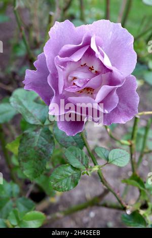 Rosa ‘Bleu pour vous’ (Floribunda rose) Rose Bleu pour vous – fleurs mauve semi-double avec des stries blanches occasionnelles, octobre, Angleterre, Royaume-Uni Banque D'Images