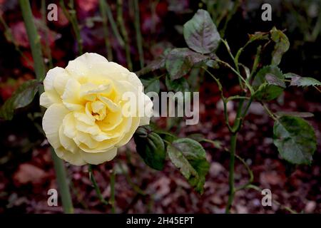 Rosa “Incredible Lemon” (rose arbuste) rose Incredible Lemon – Loose double flowers jaune pâle citron fleurs, octobre, Angleterre, Royaume-Uni Banque D'Images