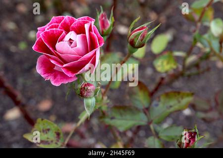 Rosa ‘Take it Easy’ (rose arbuste) rose Prenez-le facilement – doubles fleurs rouges écarlate avec dos pétale rose pâle, octobre, Angleterre, Royaume-Uni Banque D'Images