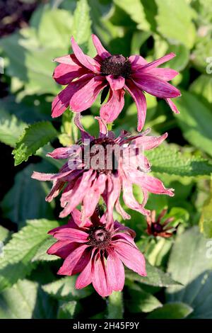 Rudbeckia hirta ‘Sahara’ à yeux noirs Susan Sahara - fleurs rose foncé ressemblant à une Marguerite, octobre, Angleterre, Royaume-Uni Banque D'Images