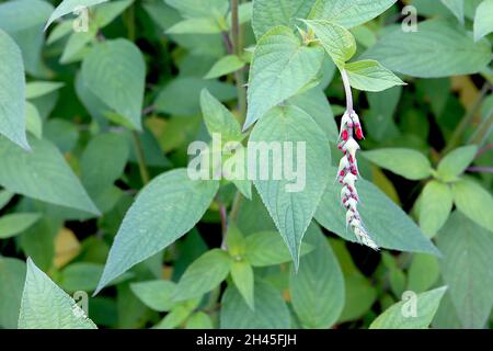 Salvia elegans Scarlet ananas sauge Scarlet ananas – boutons de fleur rouge vif et feuilles d'ovat pointues mi-vertes, octobre, Angleterre, Royaume-Uni Banque D'Images