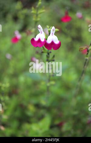 Sauge Salvia greggii ‘Amethyst Lips’ Amethyst Lips – demi blanc demi violet fleurs sur des tiges vert foncé, octobre, Angleterre, Royaume-Uni Banque D'Images