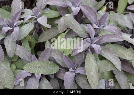 Sauge commune Salvia officinalis purpurascens – feuilles pourpres et vert foncé, octobre, Angleterre, Royaume-Uni Banque D'Images