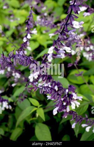 Sauge « Phyllis Fancy » de Salvia Phyllis Fancy – racames à arc de fleurs blanches à base violet pâle et calyces violet profond, grandes tiges, octobre, Royaume-Uni Banque D'Images